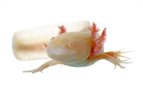 Axolotl Stock Photos