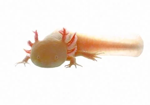 Axolotl Stock Photos
