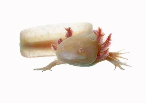 Axolotl Stock Photos
