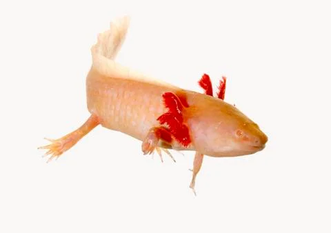 Axolotl Stock Photos