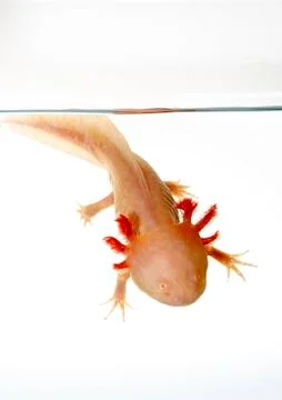 Axolotl Stock Photos