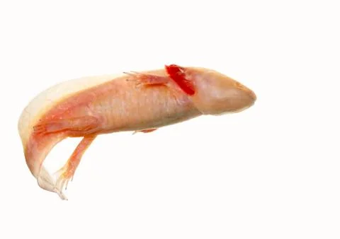 Axolotl Stock Photos