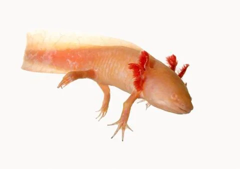 Axolotl Stock Photos