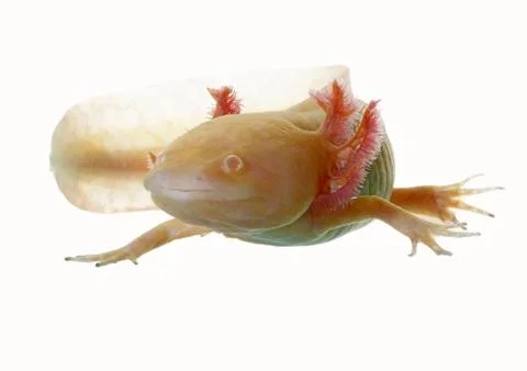 Axolotl 스톡 사진