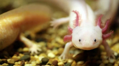 Axolotl  salamander Видео 39510184