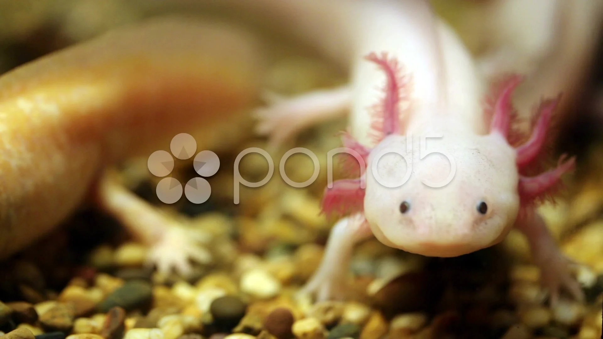 Axolotl Stock Footage Royalty Free Stock Videos Pond5