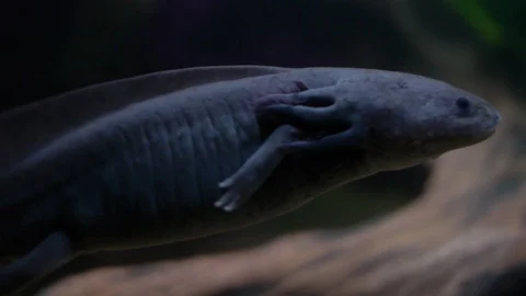 Axolotl swimming left to right in big close up Stock Footage