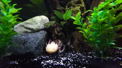Axolotl Underwater in Aquarium | Close-Up 4K Footage Stock Footage 314222753