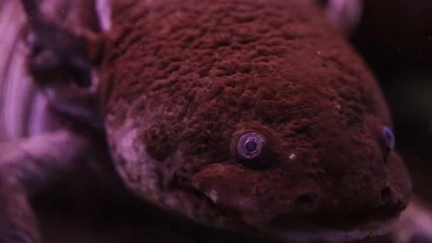 Axolotle - closeup Video stock 111188780