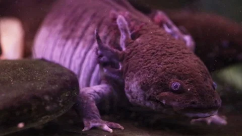 Axolotle Video stock 111188728