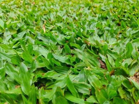 Axonopus grass, also known as mini elephant grass Stock Photos
