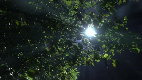 Ay ışığı parlaması 2 Stock Footage