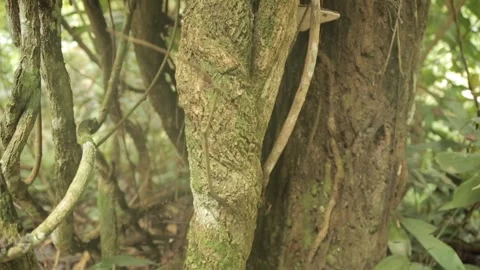 Ayahuasca Vine 01 Video stock 145263012