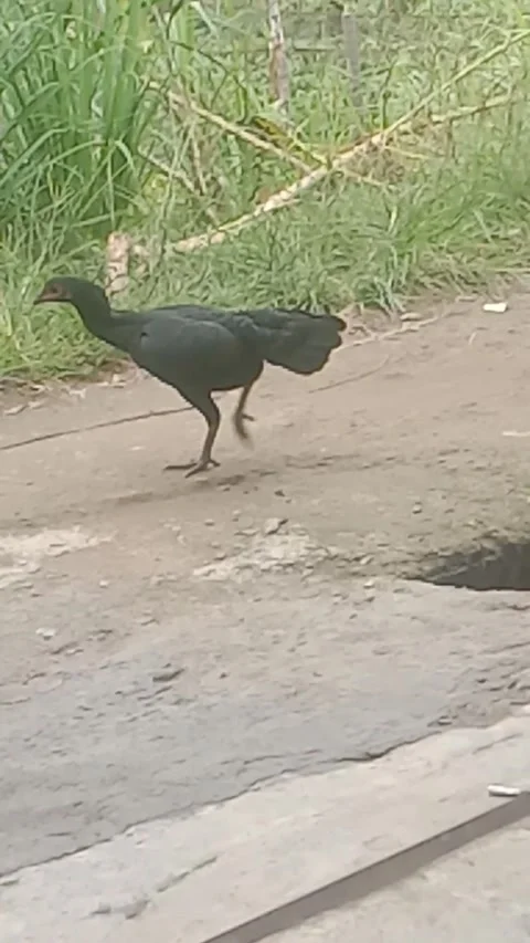 Ayam 1 Video stock 167259253