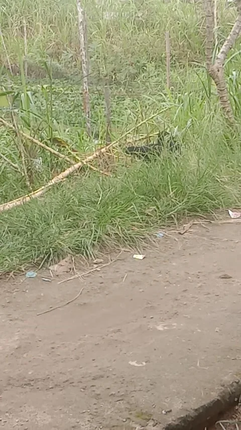 Ayam 2 Video stock 167259284