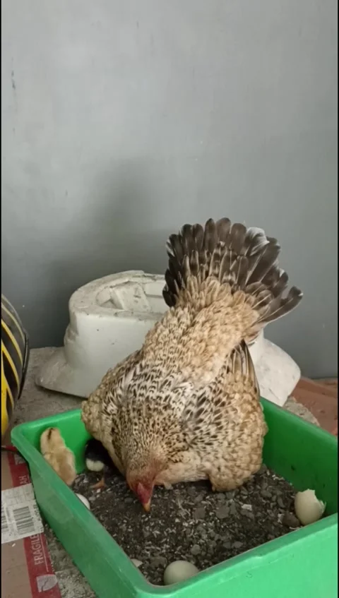 Ayam 3 v Stock Footage 275346060