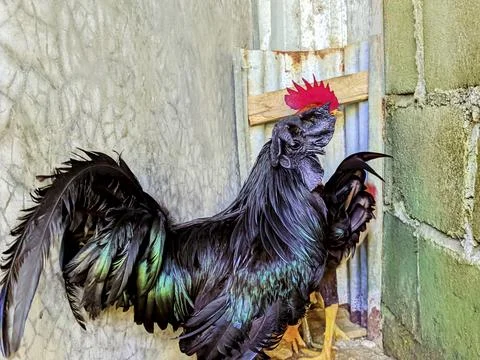 Ayam Cemani Black Rooster in Rustic Backyard Farm Foto stock