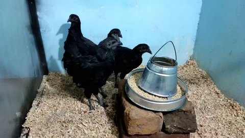 An ayam cemani rooster and three ayam cemani hens 動画素材 164520093