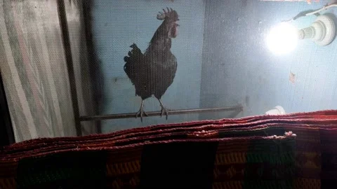 Ayam Cemani Rooster Crowing 動画素材 168602157