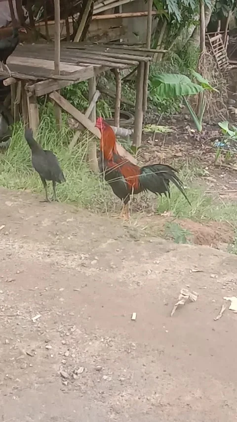 Ayam jago Video stock 167259289