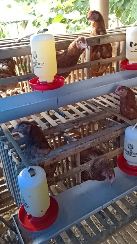 Ayam petelur Video stock 168701650