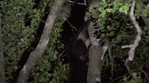 Aye Aye hang on rainforest tree trunk looking in the night Stock Footage 54127231