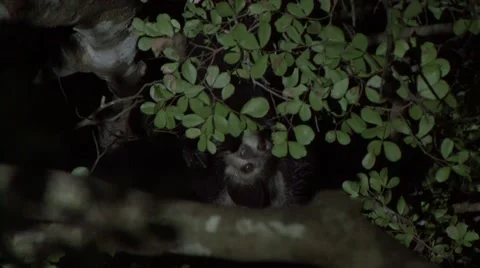 Aye Aye pair play in rainforest tree in the night Video stock 54127451