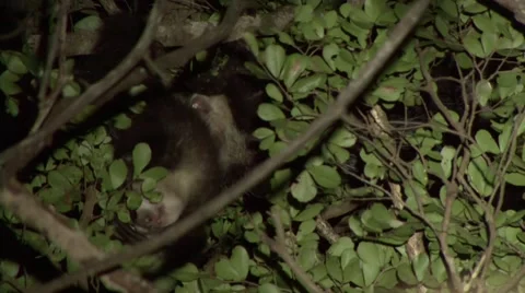 Aye Aye pair play in rainforest tree in the night Stock Footage 54127537