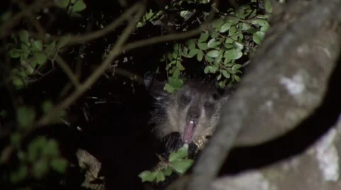 Aye Aye sit in rainforest tree yawning in the night Stock Footage 54127435