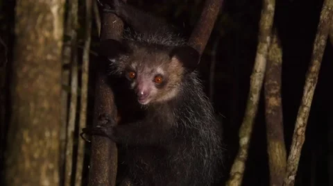 Aye-Aye in tree, looks around and scrapes out coconut at night, close Stock Footage 63746548