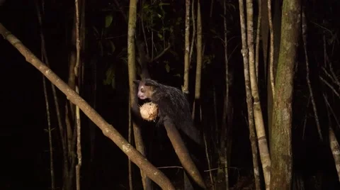 Aye-Aye in tree at night gnaws out pulp of coconut Stock Footage 63748337