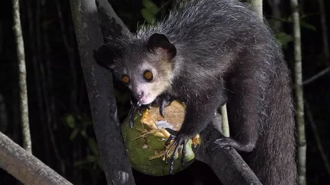 Aye-aye in tree at night, looks around and scrapes out coconut, close Stock Footage 89834307