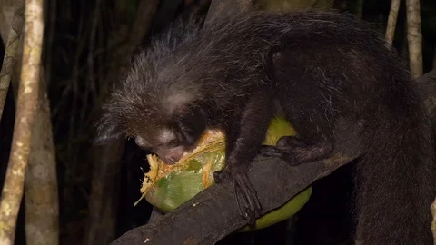 Aye-aye in tree at night scrapes out coconut using long, thin finger, close Stock Footage 89832637