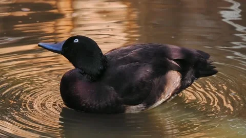 Aythya baeri duck cleans its feathers on the water Stock Footage 295992682