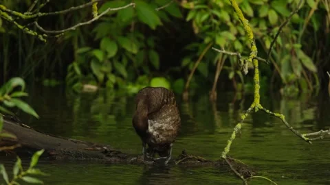 Aythya fuligula (tufted duck) Video stock 247489501