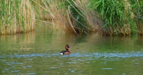 Aythya nyroca duck  Stock Footage 131244619