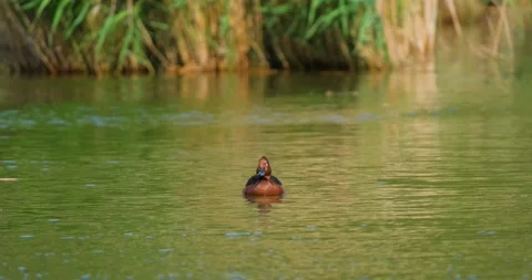 Aythya nyroca duck  Stock Footage 131244703