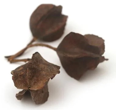 Ayurvedic arjun fruit Stock Photos