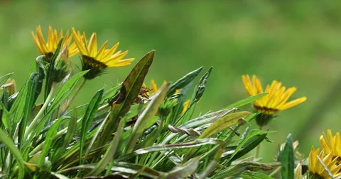 Ayurvedic Flower Plant Stem Vídeo Stock 335631479