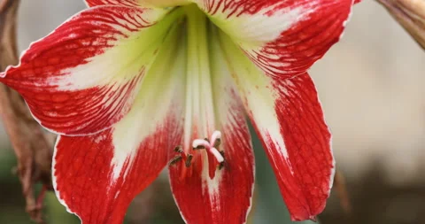 Ayurvedic Flower Plant Stem 스톡 동영상 335690163