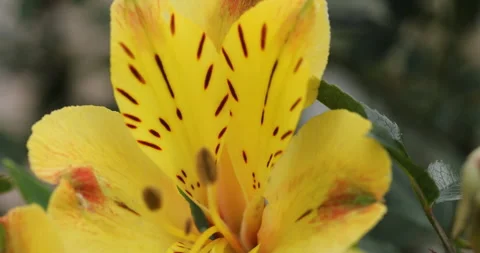 Ayurvedic Flower Plant Stem 動画素材 335690210