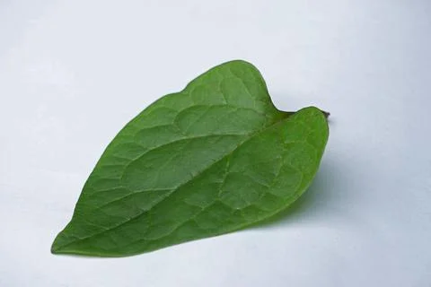Ayurvedic leaf of Malabar spinac or mayalu, Basella alba for piles, Satara,.. Stock Photos