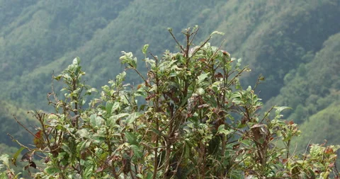Ayurvedic Plant Stems Видео 335396617