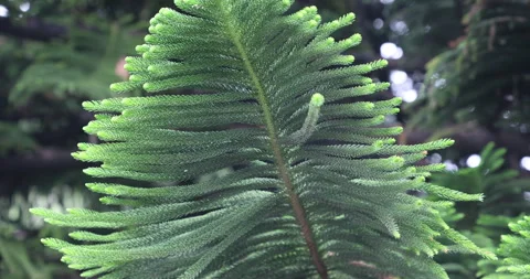 Ayurvedic Plant Stems 스톡 동영상 335618572