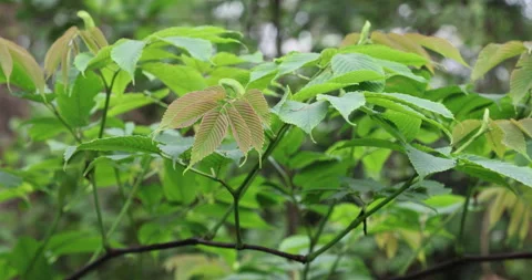 Ayurvedic Plant Stems Vídeos de archivo 335640796