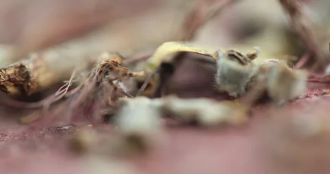 Ayurvedic Plant Stems Видео 335643041