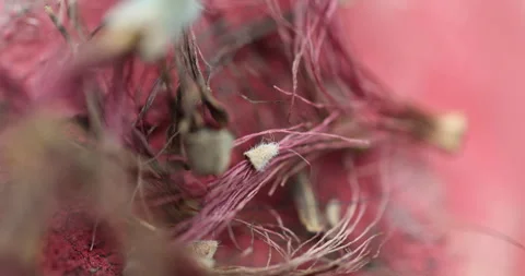 Ayurvedic Plant Stems Stock Footage 335643412