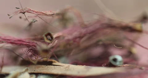 Ayurvedic Plant Stems Stock Footage 335643434