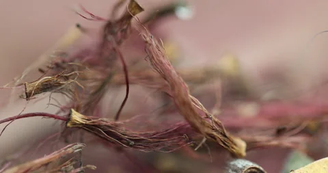 Ayurvedic Plant Stems 스톡 동영상 335643445