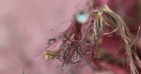 Ayurvedic Plant Stems 動画素材 335643554